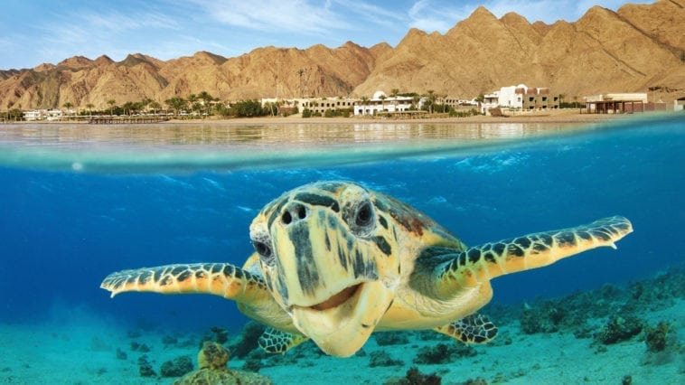 Ціни на відпочинок в Шарм-ель-Шейх з Києва